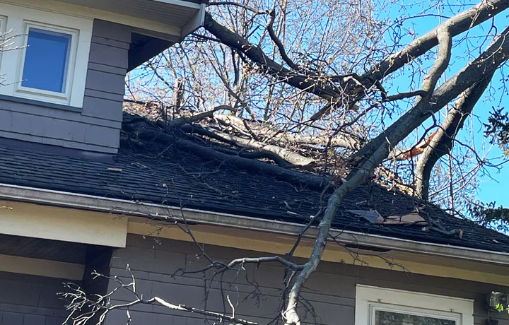 Tree Damage Repair